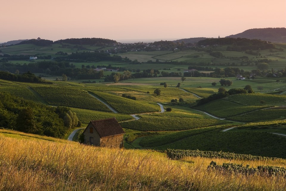 Vignes du Vernois et de Lavigny