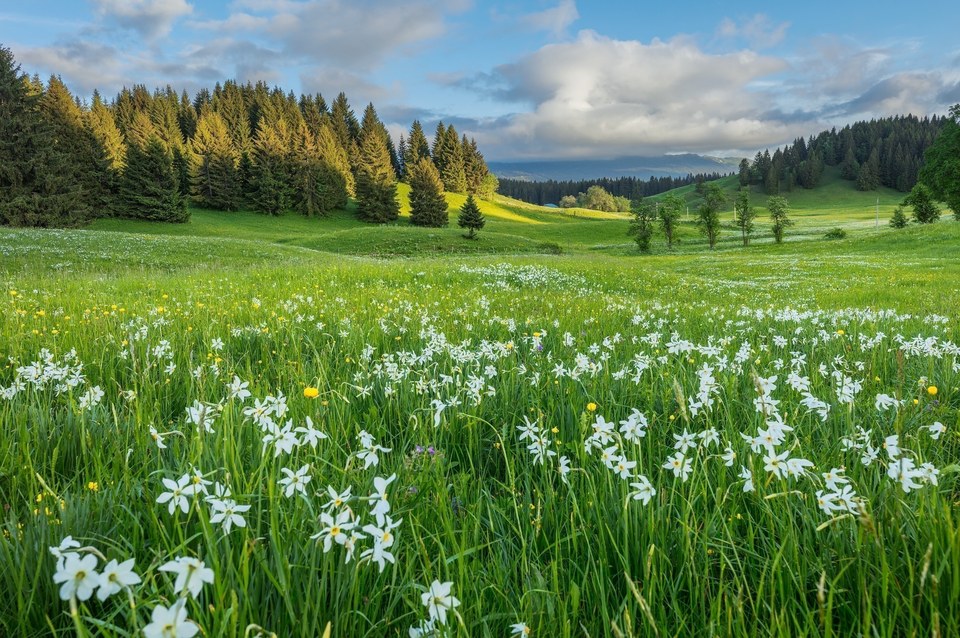 Pairie fleurie dans les Hautes-Combes - Narcisses