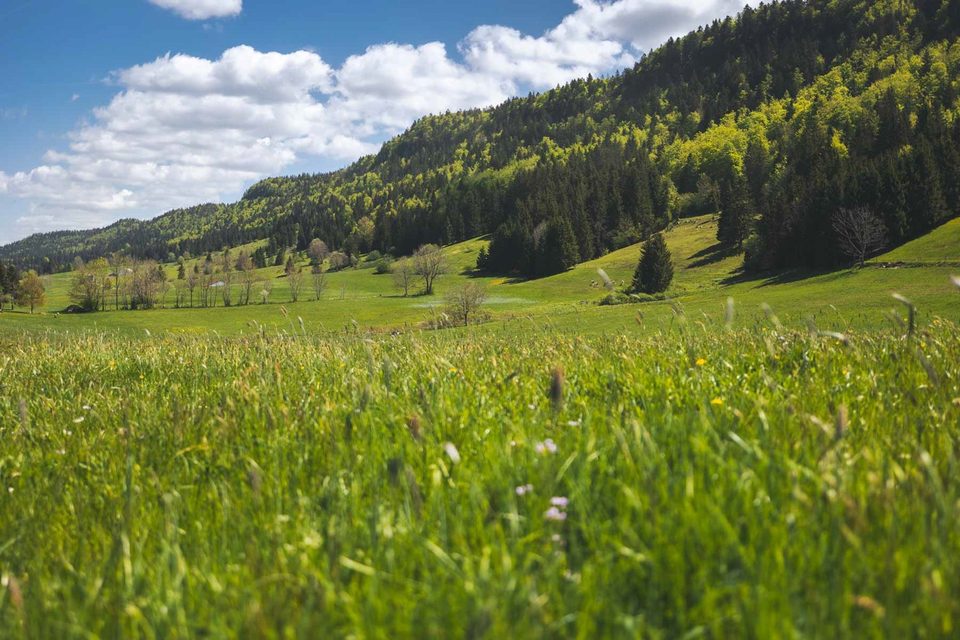 Combe de Morbier