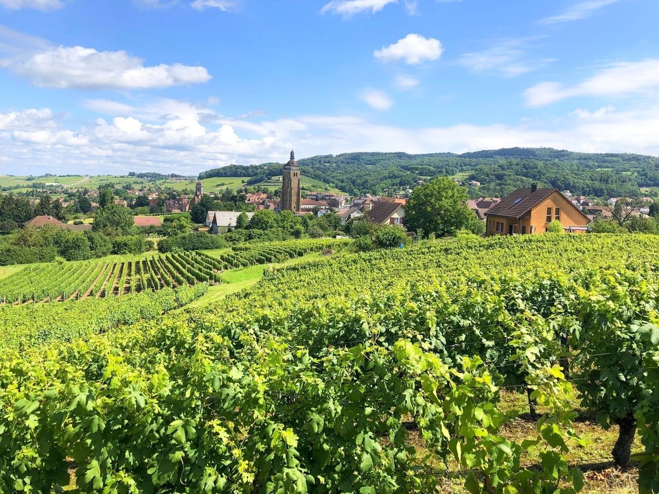 Arbois, Capitale des Vins du Jura