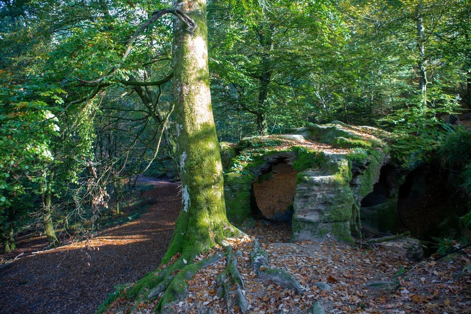 La forêt de la Serre