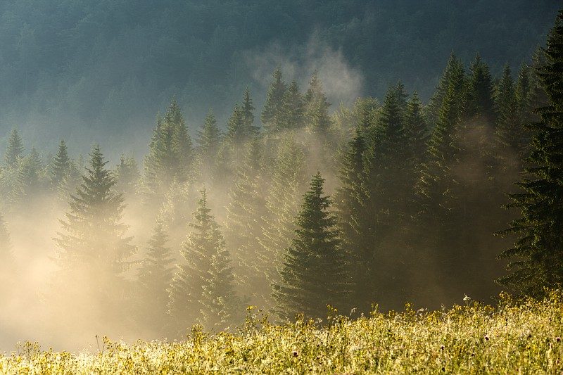 Foret du Haut-Jura sous la brume