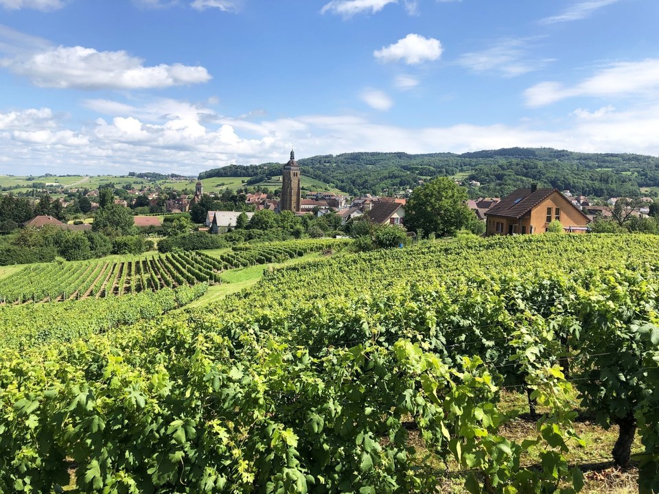 Vignes d'Arbois