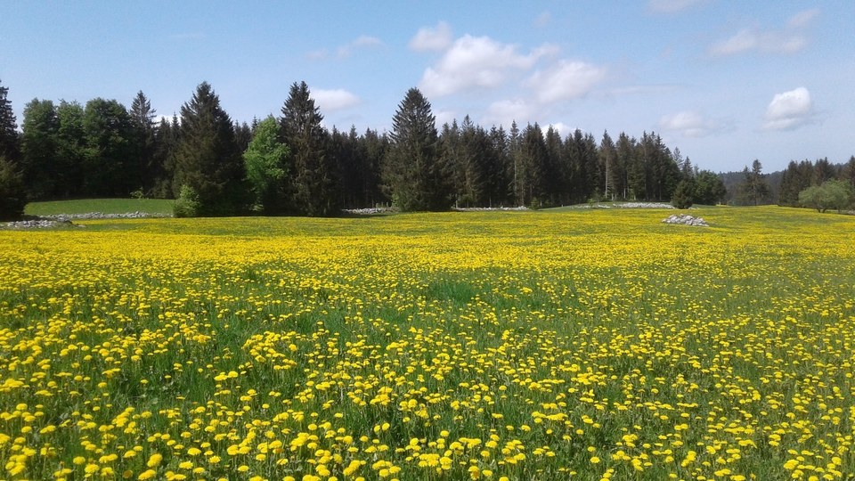 Le Bois de Chaux Mourant
