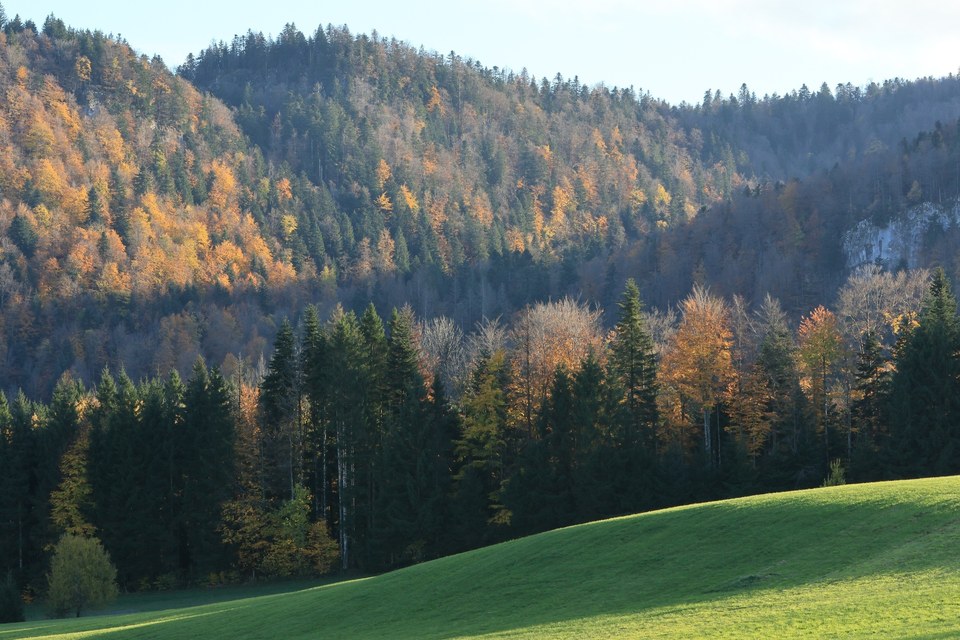 L'homme et la forêt