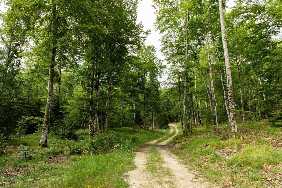 Forêt Avignon