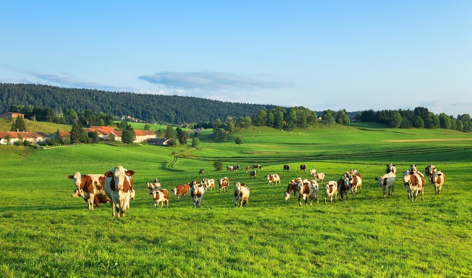 La maréchette
