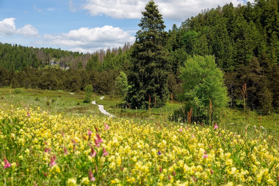 Tourbière de Prénovel