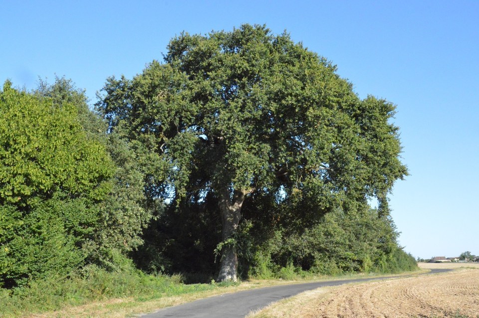 Chêne