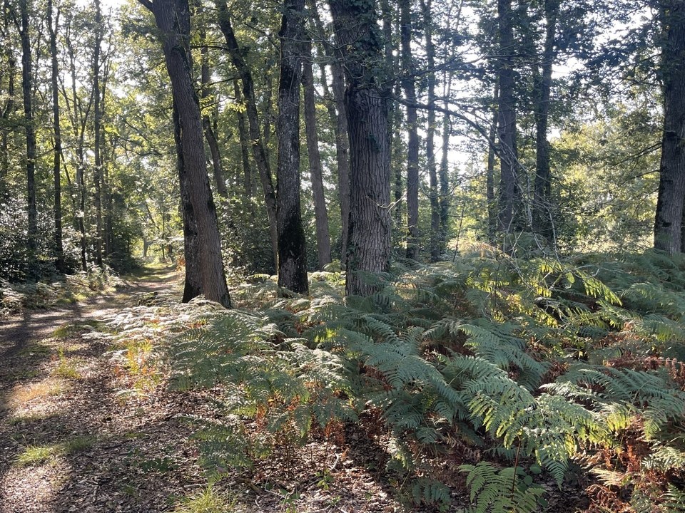 CheminForestier