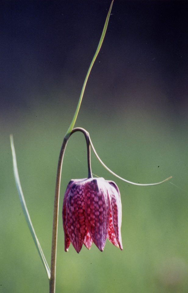 Fritillaire pintade