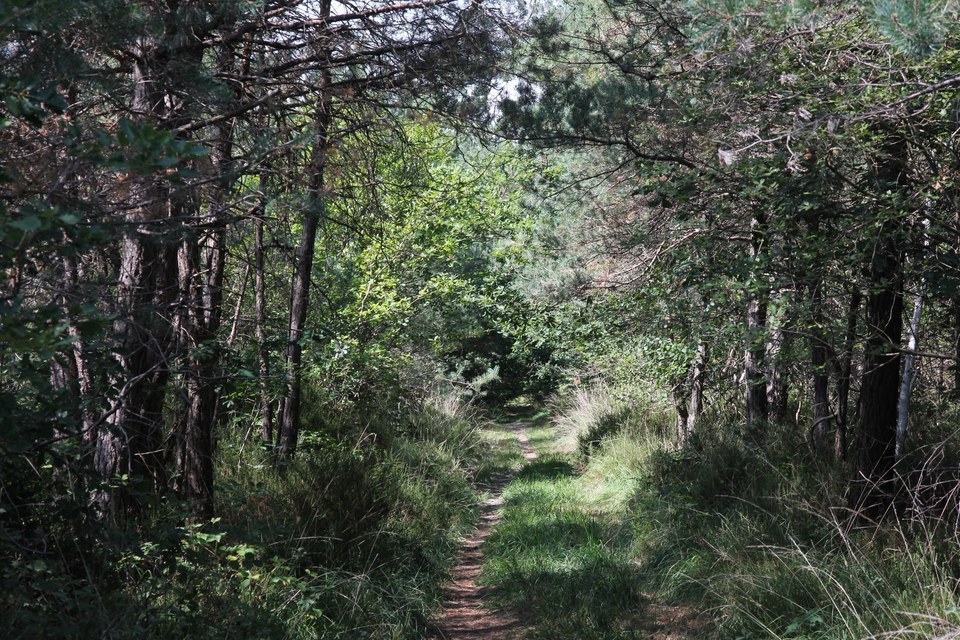 Sentier nature - Saint-Benoit la Forêt, au cœur de la forêt de Chinon