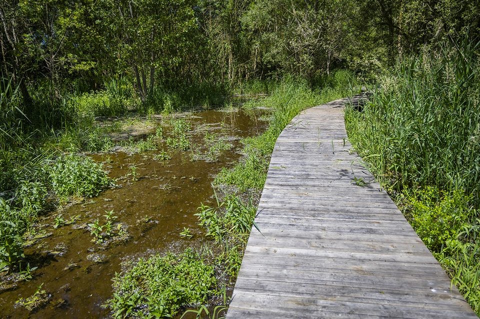Marais de Taligny visite 05 25 FabB CT7A5496