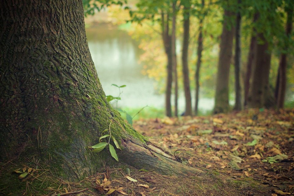 Circuit de randonnée : La forêt de nos ancêtres