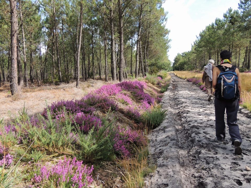 Circuit de randonnée : Courléon, la forêt