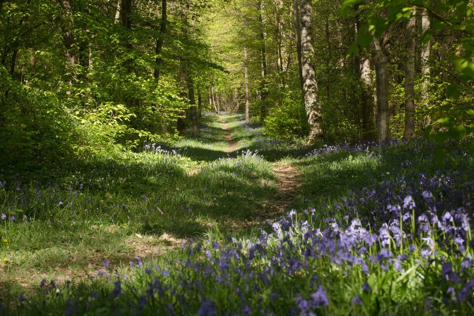 Sentier de découverte – La forêt, un enjeu de taille