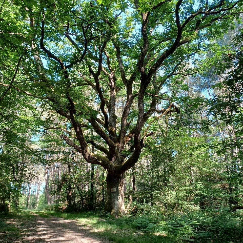 L'arbre remarquable