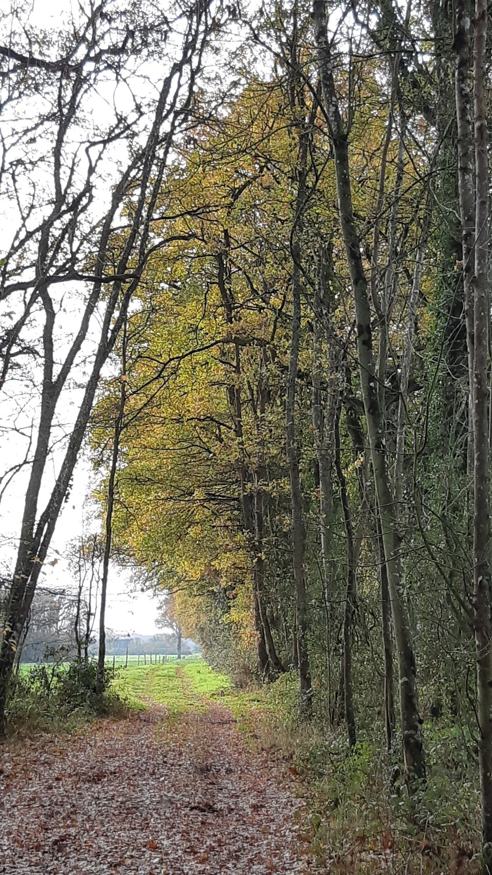 Sortie bois vers l'Angelliènerie - Ste-Catherine-de-Fierbois