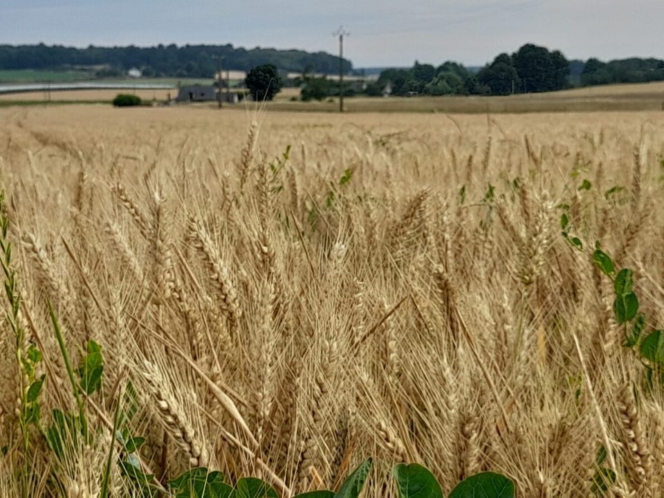 Tuffeau et bois - Bauné