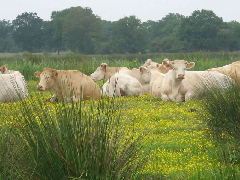 Vaches au repos dans les marais - crédit photo : A Lebreton_2