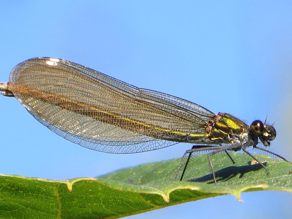 Z.Libellule-aux-ailes-de-dentelle©POTIRON-Corinne