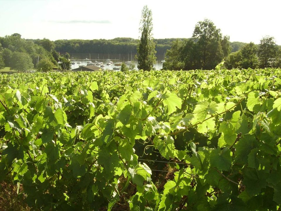 photos-vignes-port-jean