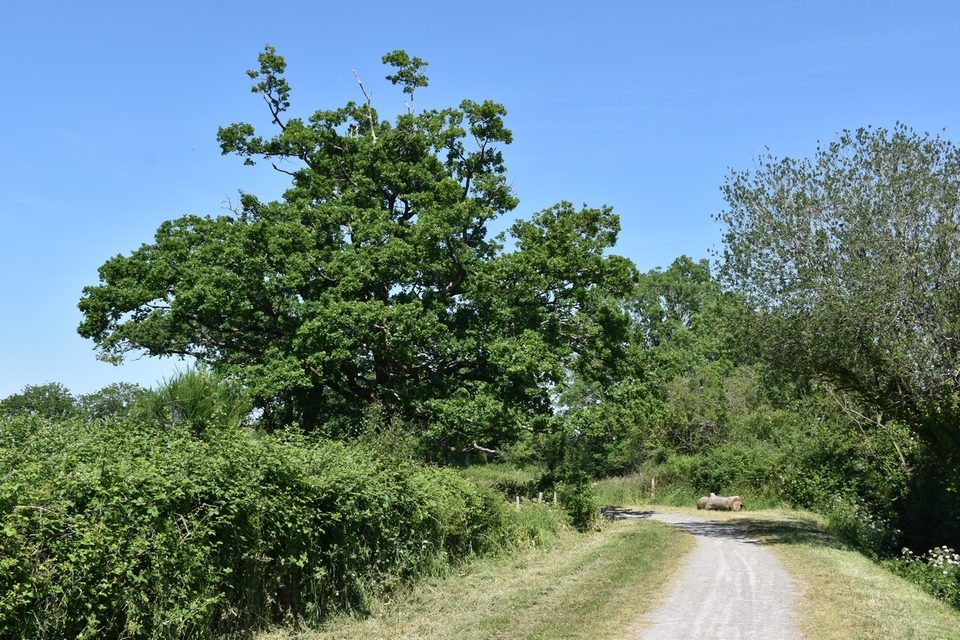 Sentier de randonnée "Le Coin Carré"