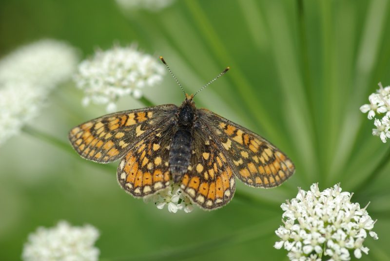 papillon_2