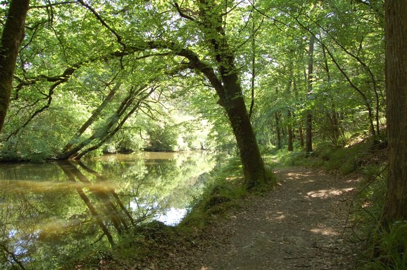 LE Don sous bois_3