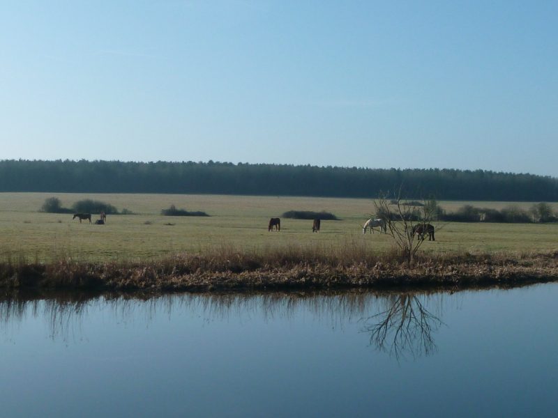 Bord de rivière_3