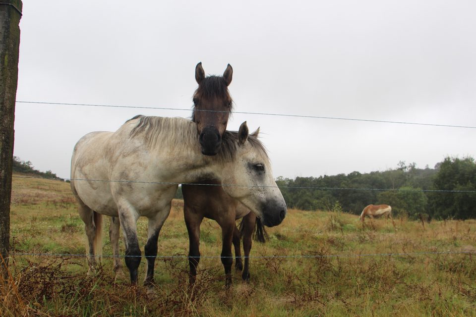Chevaux au pont romain