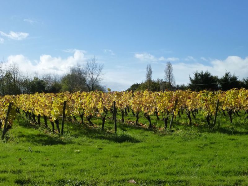 Vignes_Stleger_© mairie Saint Leger les Vignes