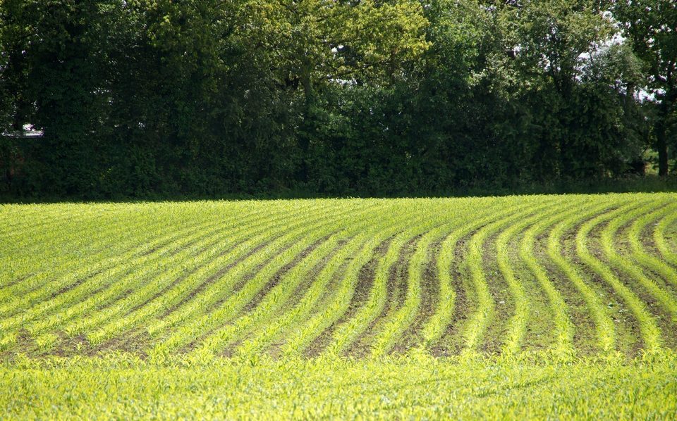 La campagne micheloise_3