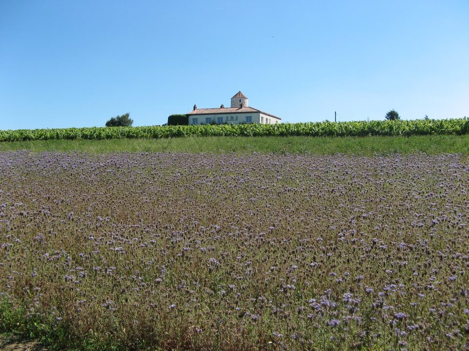 circuit-coteaux-vallet-levignoblenantes-tourisme (1)