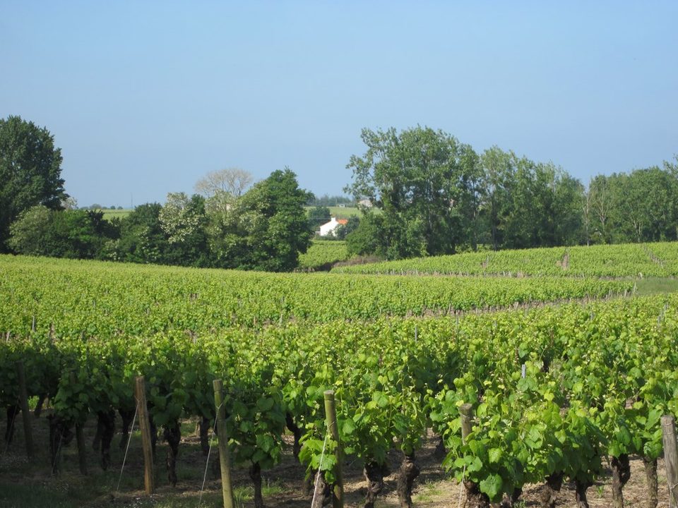 circuit-coteaux-vallet-levignoblenantes-tourisme (2)