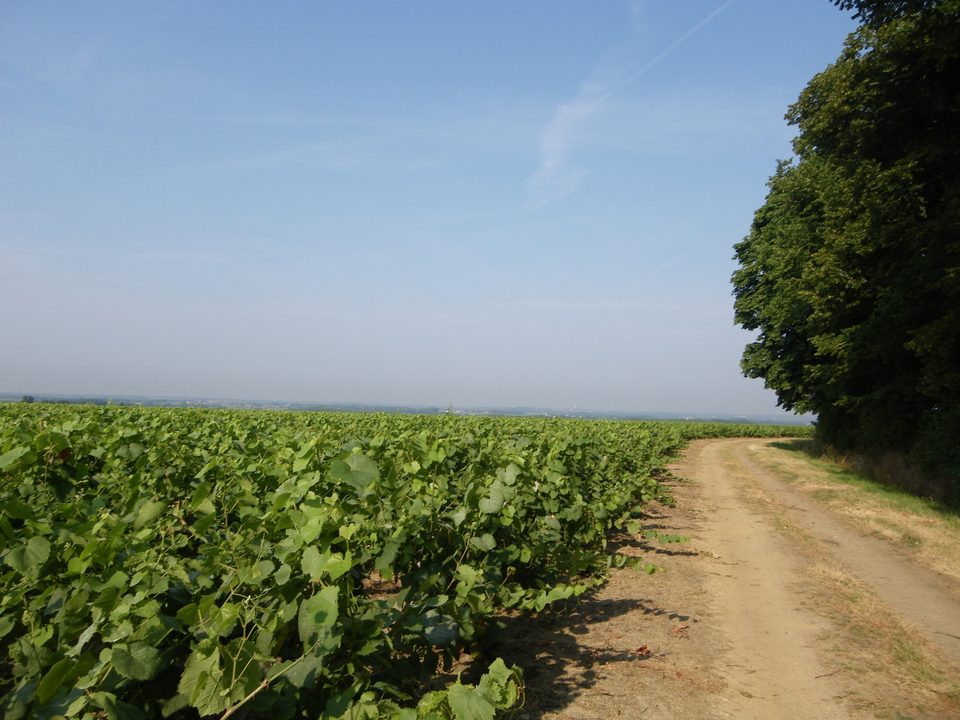 circuit-chateau-noe-vallet-levignobledenantes-tourisme(3)