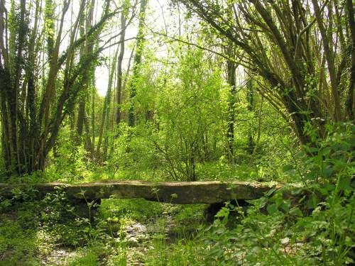 Vigneux - PONT AU DUC VIGNEUX