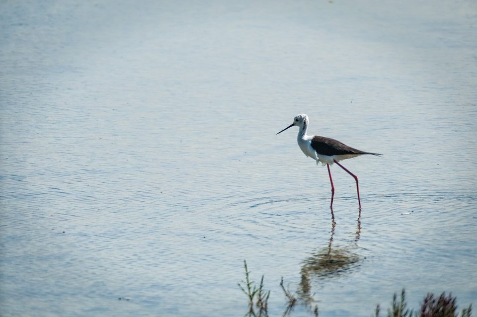 Les oiseaux du Marais_2