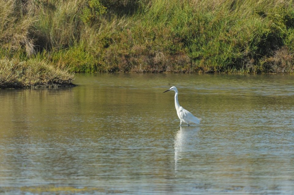 Les oiseaux du Marais_1