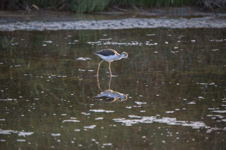 Les oiseaux du Marais_3
