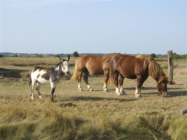 Les animaux du Marais_1