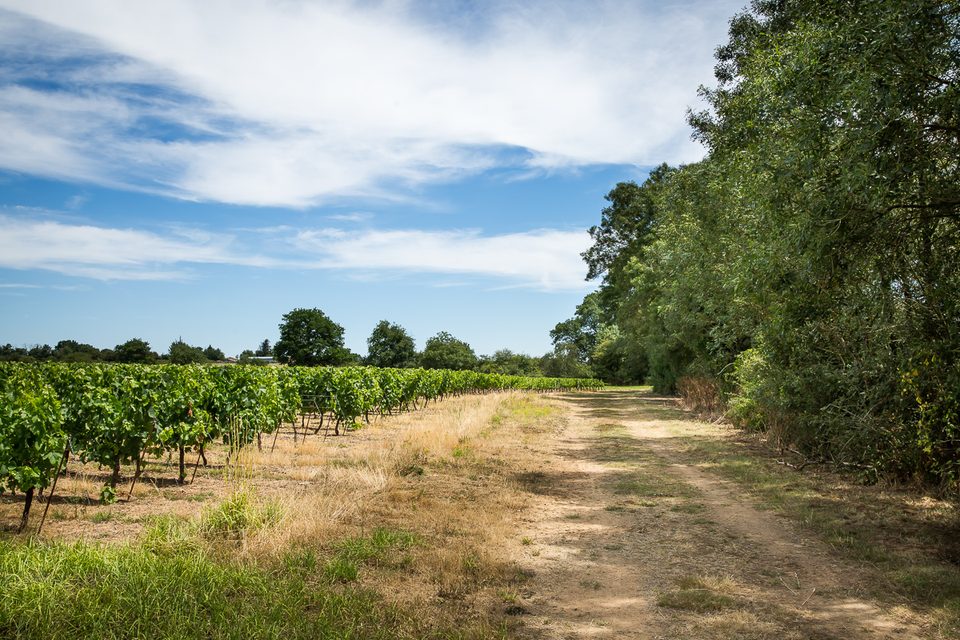 pornic-campagne-melanie-chaigneau-16219