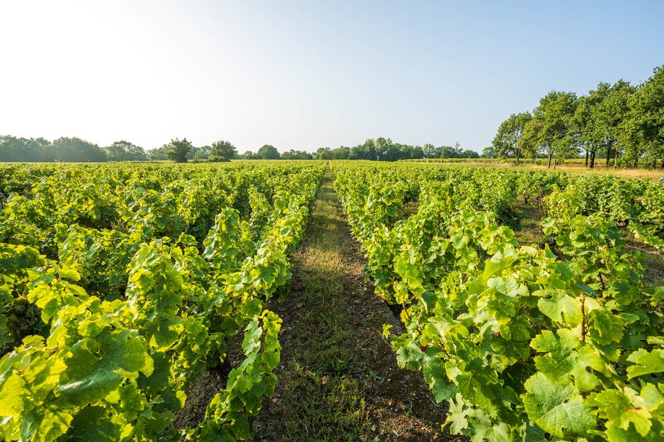 Circuit les Vignes