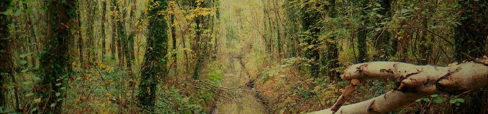 La Cour aux Loups_2