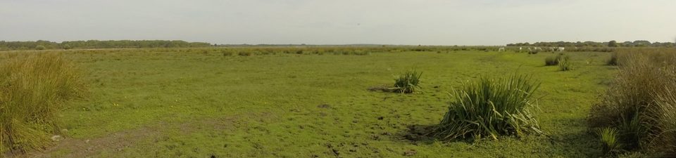 Les bords de Brière_2