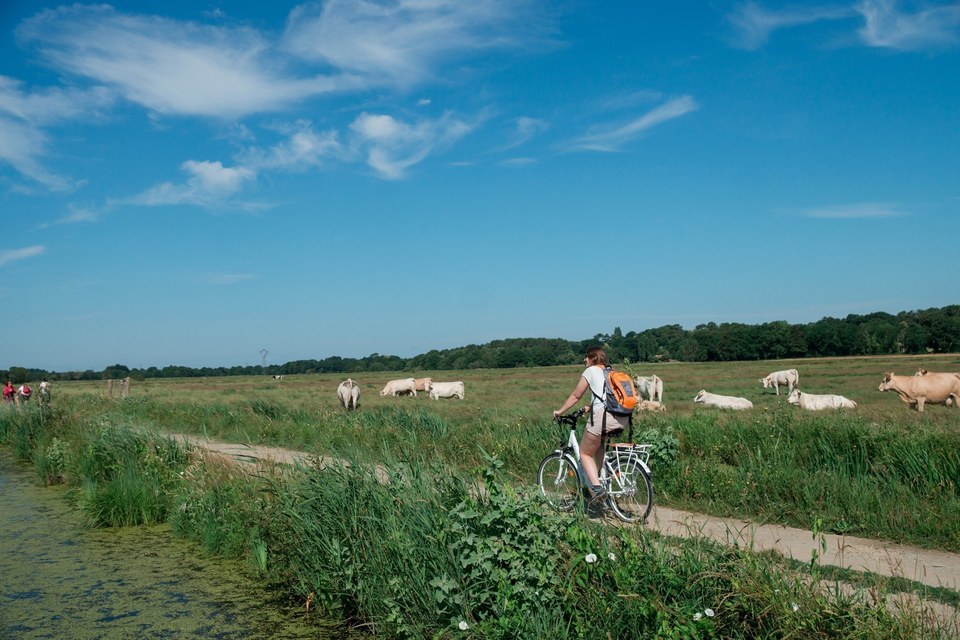 Sentier du Marais Fresnier - Savenay