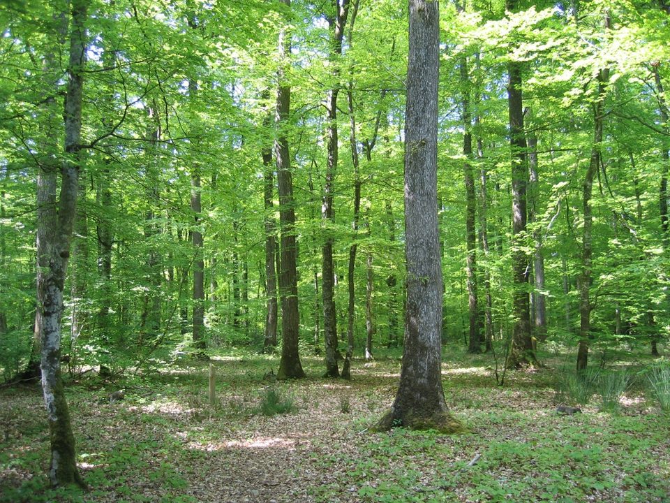 Circuit des Chêtelons