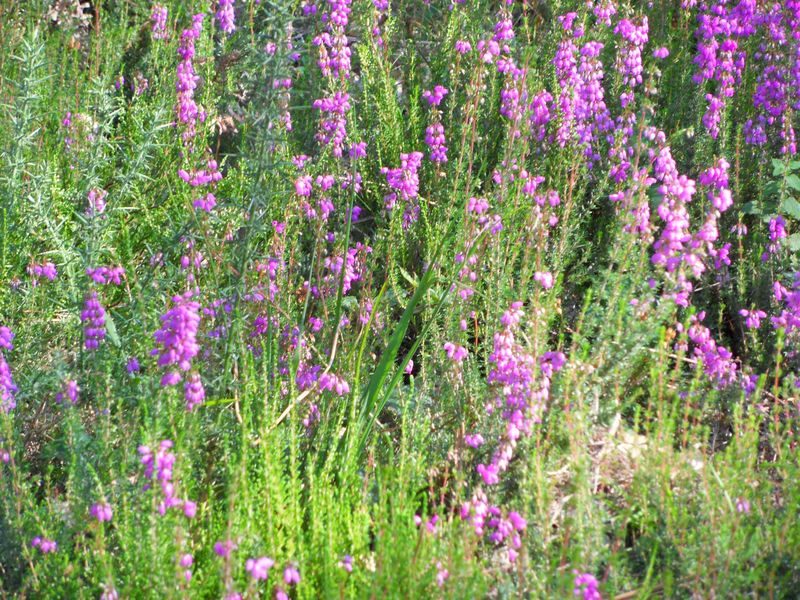 Le sentier des pins_2