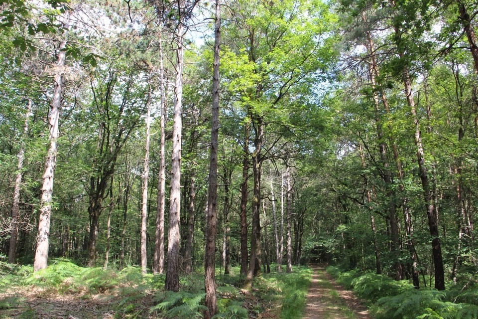 L'Orée des Bois