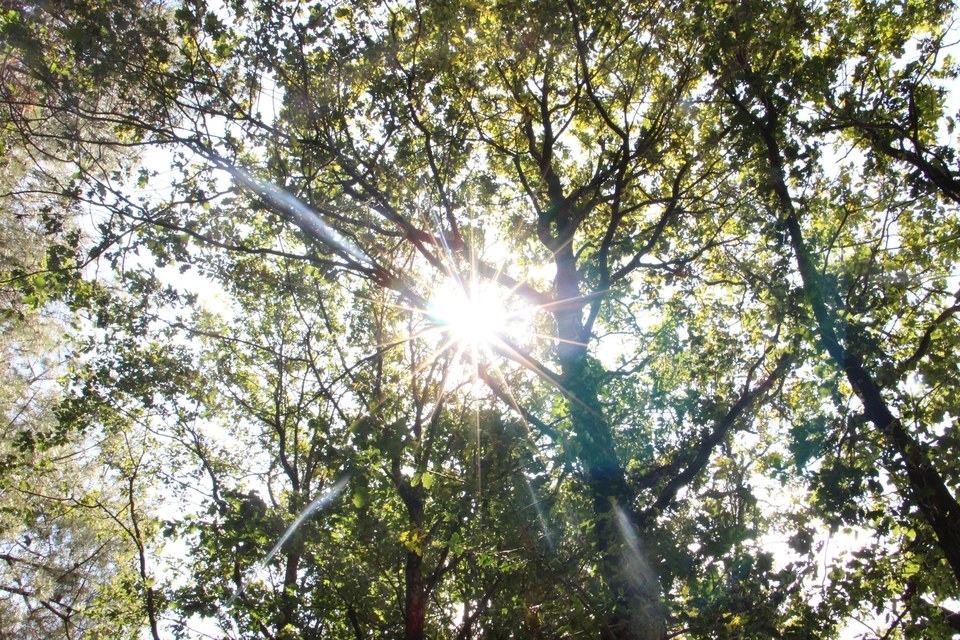 L'Orée des bois